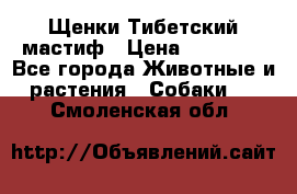  Щенки Тибетский мастиф › Цена ­ 50 000 - Все города Животные и растения » Собаки   . Смоленская обл.
